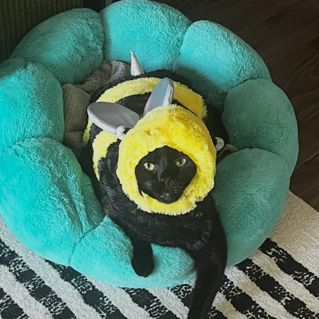 A black cat wearing a yellow and black bee costume with silver wings relaxes in a fluffy, turquoise pet bed, looking up with a calm expression—perfect for the Annual recap from Beekeeper Group.